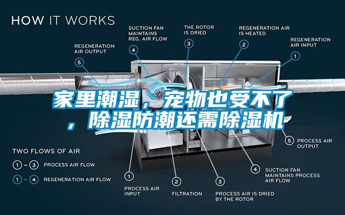 家里潮濕，寵物也受不了，除濕防潮還需除濕機(jī)